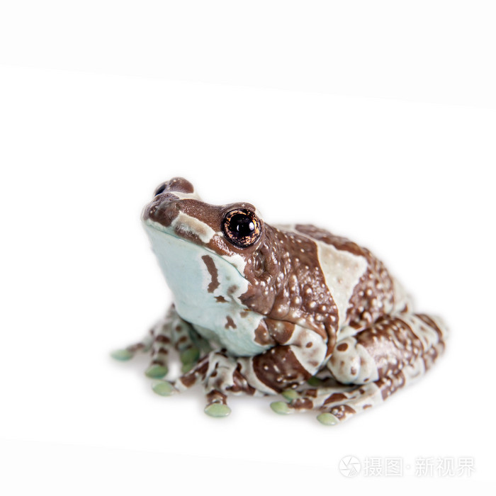 亚马逊牛奶青蛙上白色孤立