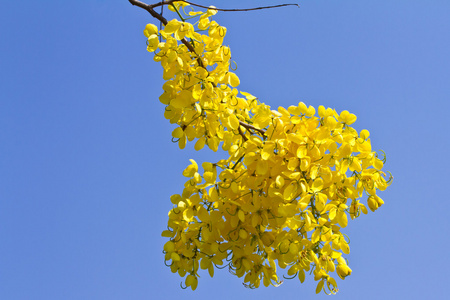 金雨树之花图片
