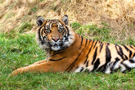 躺在草地的好奇苏门答腊虎图片