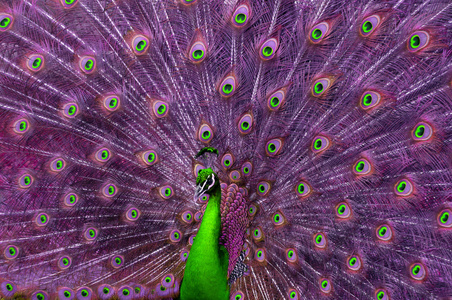 孔雀抽象抽象的绿色和紫色孔雀照片