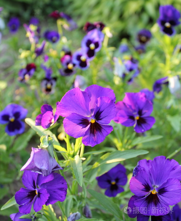 三色紫罗兰花