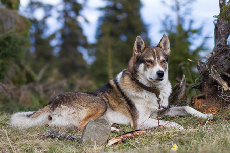 西锡伯利亚莱卡, 俄罗斯猎狗在山区