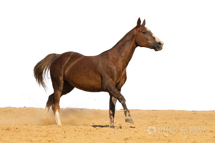 棕色和红色的马驰骋在沙滩上的白色背景, 没有人