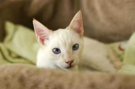 小猫好奇的蓝眼睛看