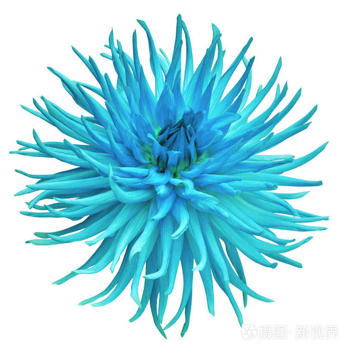 在白色背景查出的花青色大丽花 特写 自然照片 正版商用图片0agxpc 摄图新视界 在白色背景查出的花青色大丽花 特写 自然照片 正版商用图片0agxpc 摄图新视界