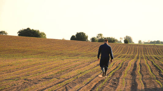 一个穿着蓝色长袍的年轻农夫走在田野里看着种植的植物。理念 清洁空气, 生物, 农业