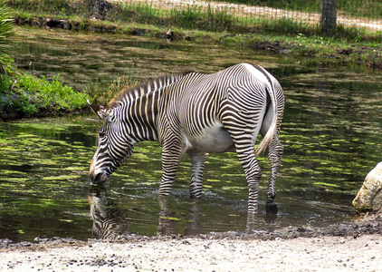 单斑马马斑驴饮用水图片