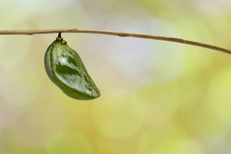 普通 nawab 蝶蛹 Polyura athamas 挂在寄主植物枝上, 绿色背景