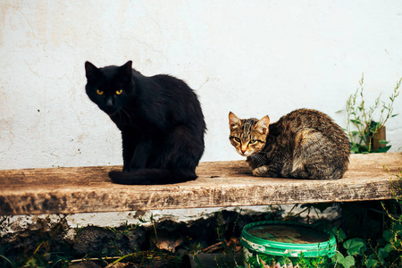 两 homless 猫黑色和棕色坐在街道上