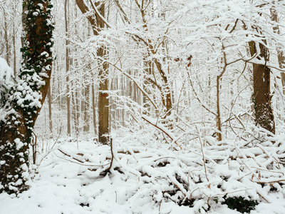 公园, 白雪皑皑的森林边缘。白雪白色的毯子和白色的天空