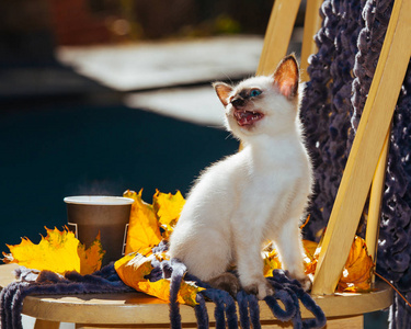 泰国的小猫在太阳的光线下繁殖。蓝色眼睛的滑稽猫在椅子上的黄色叶子和杯咖啡
