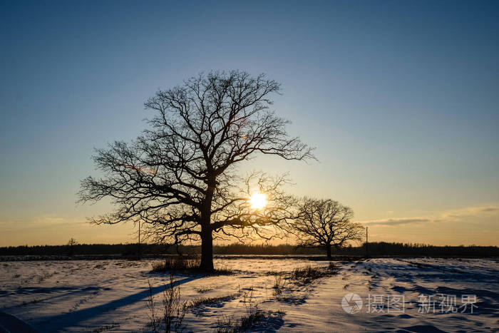 冬日里满是雪的大片树后, 五颜六色的日落