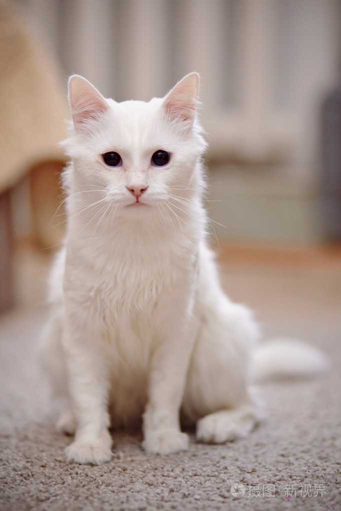 白色蓬松家猫