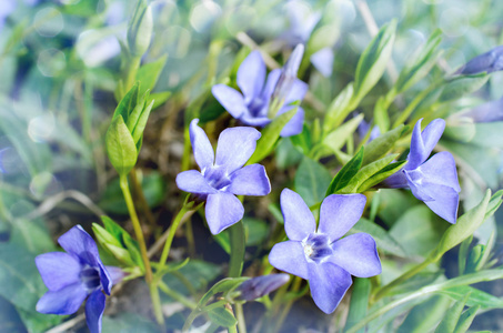 长春蔓长春花蓝色的春天的花朵