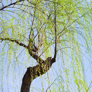 春天杨柳图片