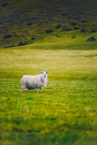 冰岛羊在山上。在冰岛繁殖的羊品种