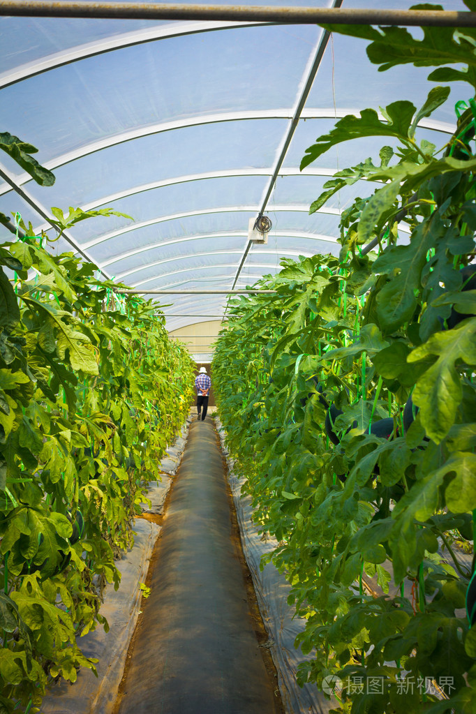 园丁小心大棚西瓜树