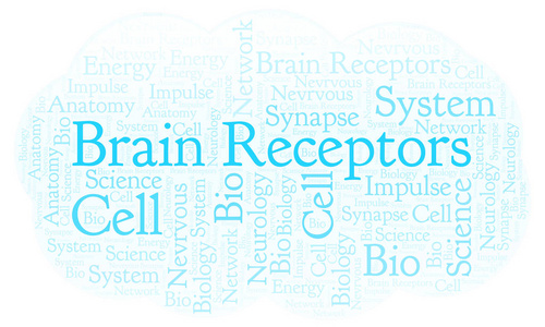 大脑受体词云。Wordcloud 只用文本制作