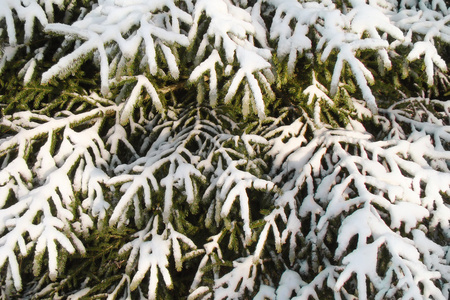 冷杉的枝条，在松软的雪