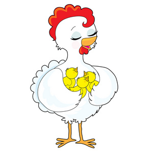 孵小鸡一只鸡在她的翅膀中保存孵小鸡的三个照片