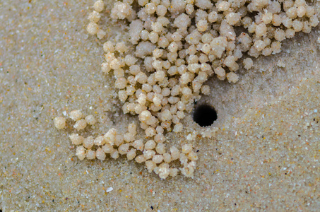 蟹洞,小小的家在沙滩上照片