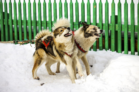 雪橇犬的狗