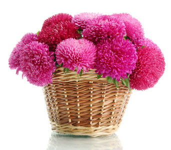 粉红色翠菊花朵在篮子里上白色, 隔离
