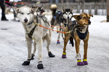 雪橇犬的狗图片