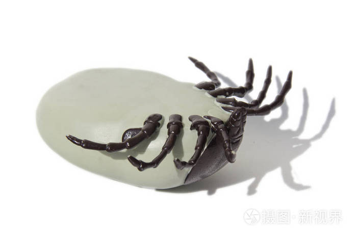 在白色查出的背景的死脑炎蜱照片 正版商用图片0ahd8e 摄图新视界 在白色查出的背景的死脑炎蜱照片 正版商用图片0ahd8e 摄图新视界