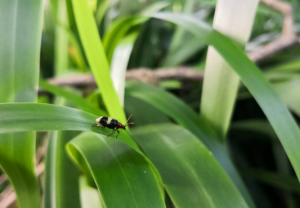 美丽的昆虫甲虫与黑色的身体和红色的头。黄色的水平条纹, 类似瓢虫或黄瓜甲虫。绿叶背景