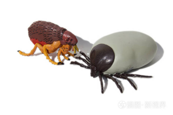 脑炎蜱和跳蚤在白色查出的背景