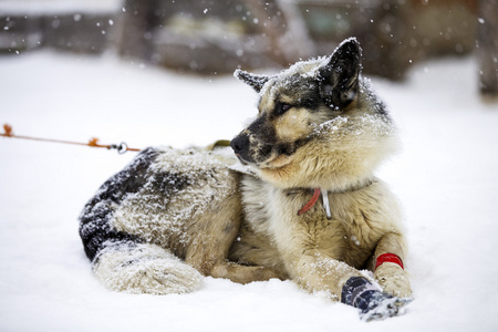 雪橇犬的狗