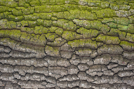 浮雕纹理的棕色树皮的树木与绿色苔藓。树树皮纹理的水平照片。一种古老橡木树皮的浮雕创意纹理