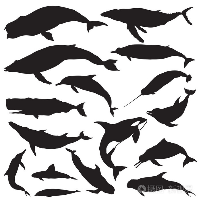 鲸鱼剪影集