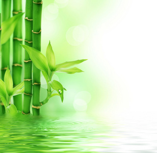 美丽的新鲜竹子图片