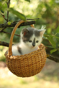 可爱白色和灰色的小猫在篮子里休息