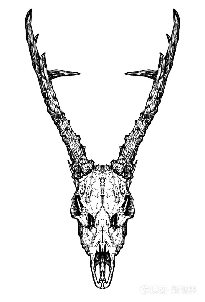 鹿头骨 素描图片