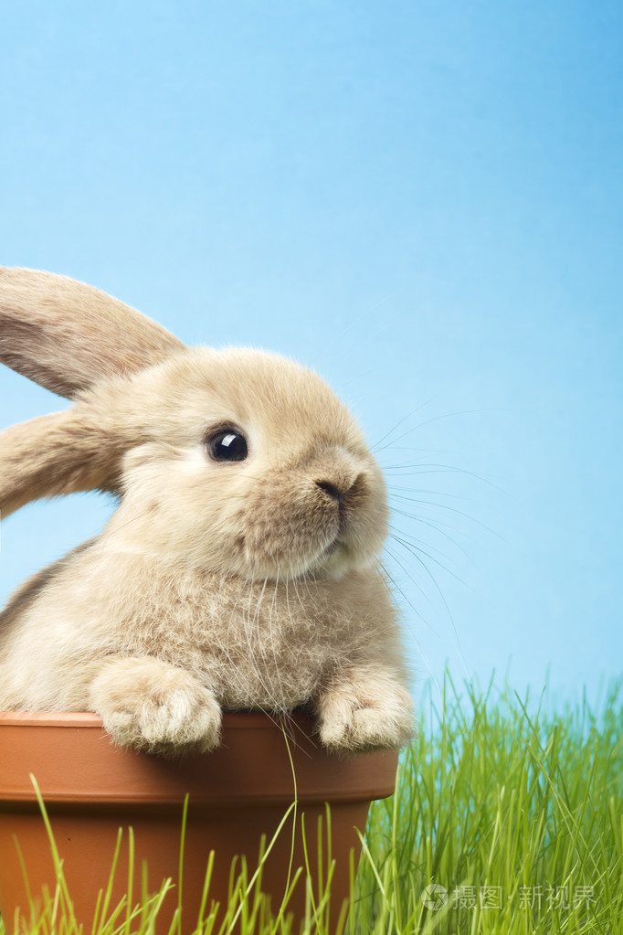 复活节兔春天绿色的草地上