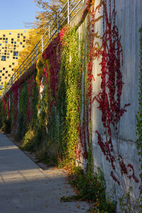 常春藤落叶在混凝土墙上阳光明媚的晚上在德国