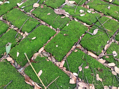 绿色苔藓生长在潮湿的粘土砖表面上