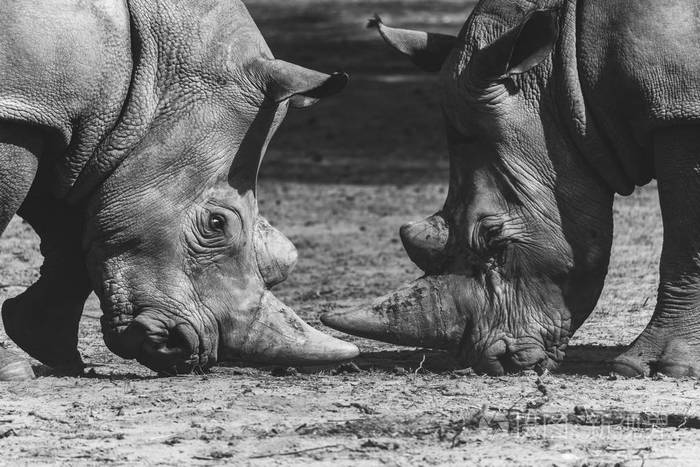 两只犀牛互相打架黑白照片野生动物