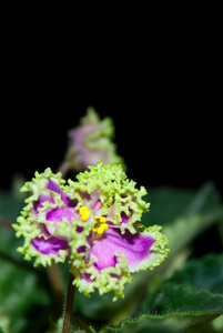 blommande african violet isolerade p svart