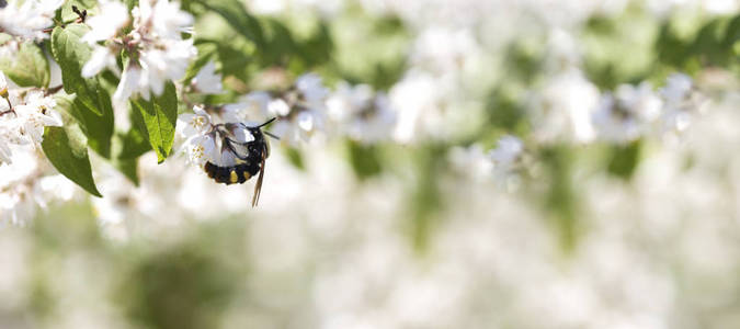 夏天, 春天仙女的背景。大黄蜂在花。春季背景或横幅模板的花卉图像