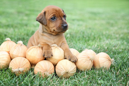 微型 pinscher 小狗，1 个月大