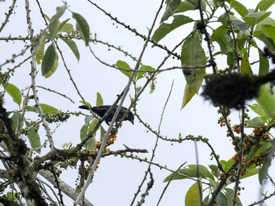黑秃鹫小组, Coragyps atratus, 在 Mindo, 厄瓜多尔