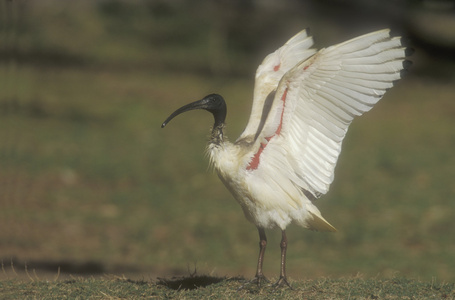 神圣宜必思酒店，threskiornis aethiopicus