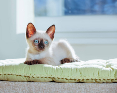 泰国的小猫在太阳的光线下繁殖。蓝色的眼睛在白色背景的滑稽猫