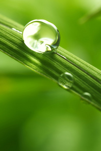 叶与雨滴股票图像