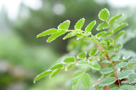 绿色的叶子和雨滴