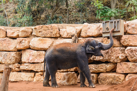 动物园的亚洲大象